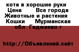 кота в хорошие руки › Цена ­ 0 - Все города Животные и растения » Кошки   . Мурманская обл.,Гаджиево г.